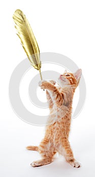 Funny ginger kitten stands and holds a golden quill pen in its paw
