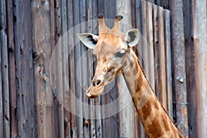 Funny giraffe
