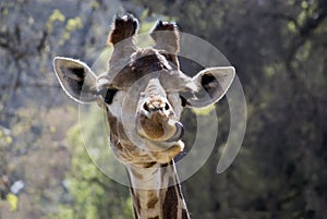 Funny giraffe photo