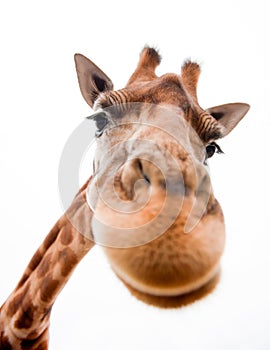 Smiešny žirafa 
