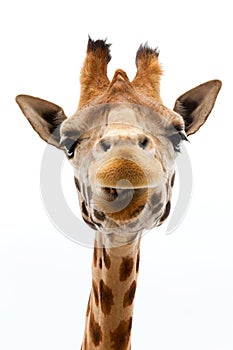 Funny Giraffe