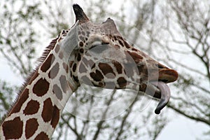 Funny Giraffe