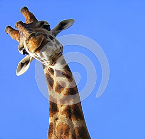 Funny Giraffe photo