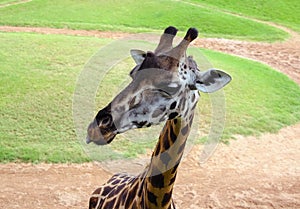 Funny giraffe in biopark of Valencia