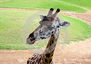 Funny giraffe in biopark of Valencia photo
