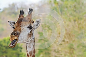 Funny giraffe on clear background