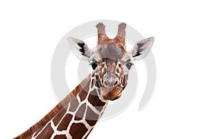 Funny giraffe close up