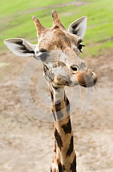 Funny giraffe in close view