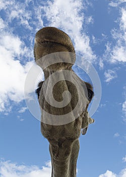 Funny giraffe closeup at Oudtshorn South Africa