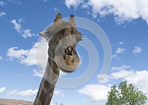 Funny giraffe closeup at Oudtshorn South Africa
