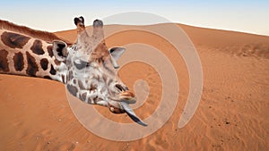 Funny giraffe on desert dunes background.