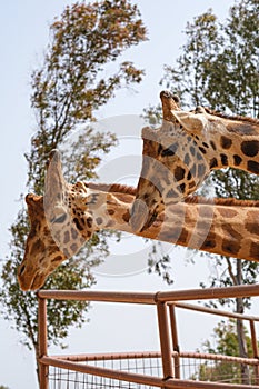 Funny giraffe faces in captivity