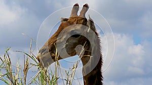 A funny Giraffe feeding against blue sky. Overkill Ruminant animals in wild