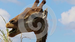 A funny Giraffe feeding against blue sky. Overkill Ruminant animals in wild