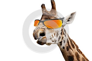 funny giraffe head in orange sunglasses