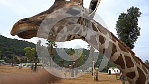 Funny Giraffe head portrait shot. The giraffe ungulate mammal, the tallest living terrestrial animal and the largest
