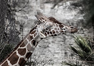 Funny Giraffe with hung down ears