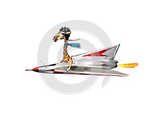 Funny giraffe pilot fly supersonic jet plane fast photo