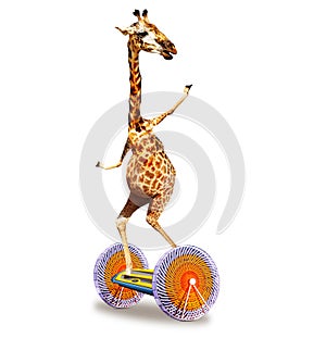 Funny giraffe riding hoverboard isolated on white