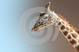 Funny giraffe`s face