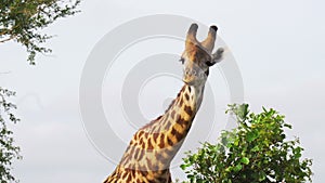 Funny giraffe with a small bird that chews leaves