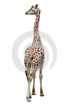 Funny giraffe standing full length isolated on white background