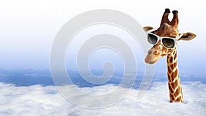 Funny giraffe with sunglasses photo