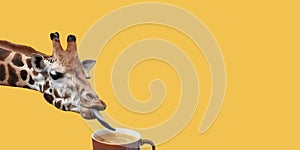 Funny giraffe tasting delicious coffee on yellow background.