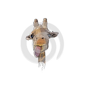 Funny giraffe with tongue out