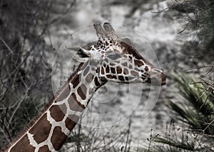 Funny Giraffe with wrinkled nose photo