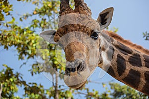 Funny giraffee in Chiangmai night safari