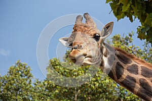 Funny giraffee in Chiangmai night safari