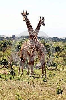 Funny giraffes