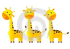 Funny giraffes