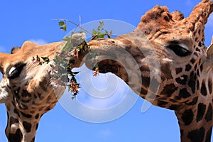 Funny giraffes animals eating together photo