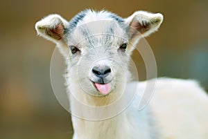 Funny goat photo