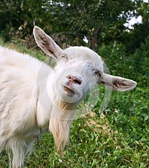 Funny goat