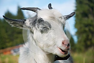 Funny goat