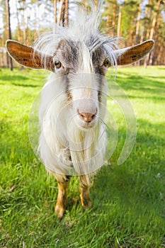 Funny goat