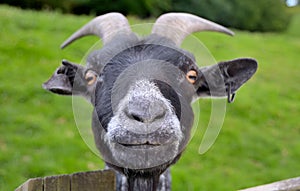 Funny Goat