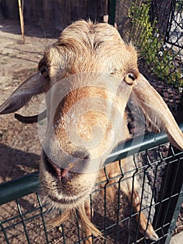 Funny Goat