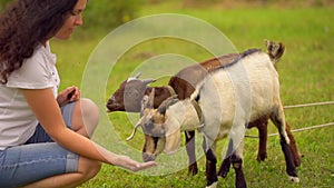 Funny goat on the goat farm. agrotourism, Farm animals. Families visiting community farm, girl feeding the goats. Summer