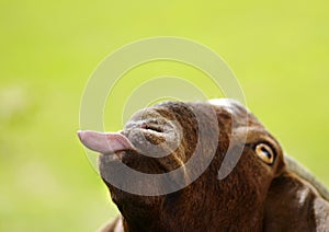 Funny goat poking tongue out isolated on green background photo