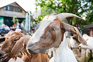 Funny goat portrait photo