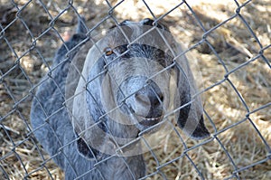 Funny Goat Smiling