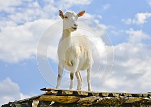 Funny goat standing on barn roof on country farm photo