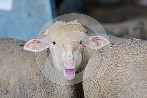 Funny goatling looking at camera