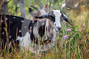 Funny goatling between meadow flowers