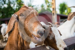 Funny goats closeup portrait photo
