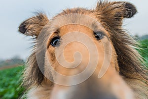 Funny gold rough collie with big nose